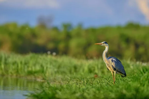 Graureiher Ardea Cinerea Großer Graureiher Aus Seen Und Flüssen Hortobagy — Stockfoto