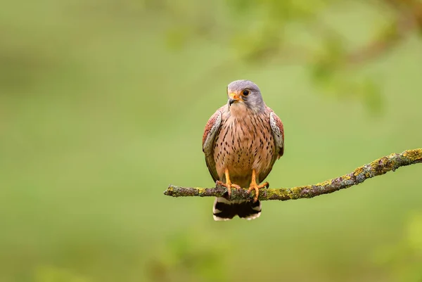 Estrel Eurasie Falco Tinnunculus Bel Oiseau Proie Forêt Européenne Asiatique — Photo