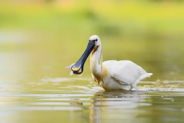 ユーラシアスプーンビル プラタリアLeucorodia ヨーロッパの湖や湿地から美しい大規模な新鮮な水の鳥 Hortobagy ハンガリー — ストック写真