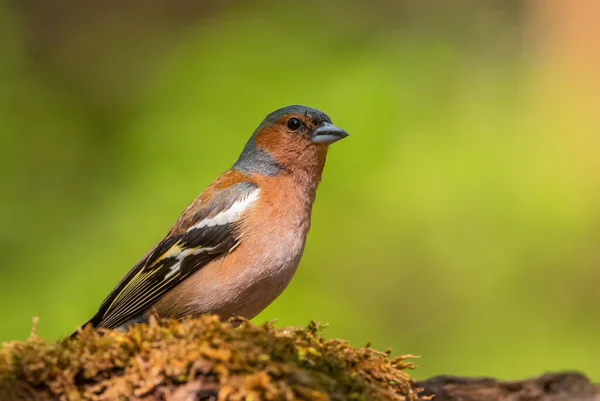 Buchfink Fringilla Coelebs Schön Gefärbter Sitzvogel Aus Den Wäldern Der — Stockfoto