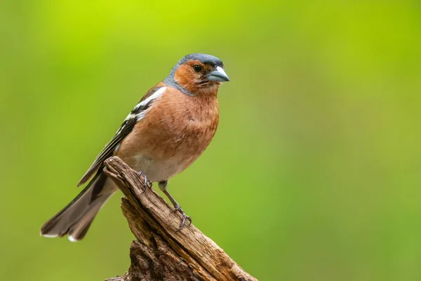 Common Chaffinch Fringilla Coelebs Beautiful Colored Perching Bird Old World — Stock Photo, Image