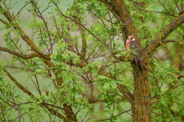 Kızıl Ayaklı Kerkenez - Falco Vespertinus, Güney Avrupa ormanları ve ormanlarından güzel Kerkenez, Hortobagy, Macaristan.