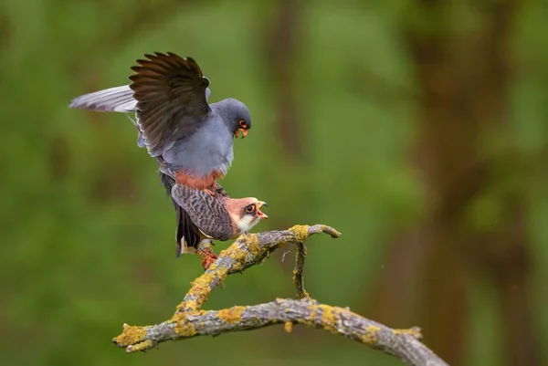 Crécerelle Pieds Rouges Falco Vespertinus Beau Crécerelle Des Forêts Des — Photo