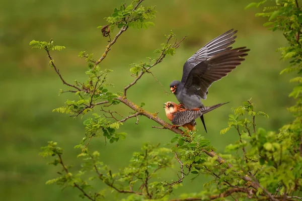 Red Footed Kestrel Falco Vespertinus Beautiful Kestrel South European Forests — Stock Photo, Image