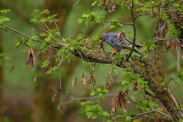 Красноногий Kestrel Falco Vespertinus Beautiful Kestrel South European Forests Woodlands — стоковое фото