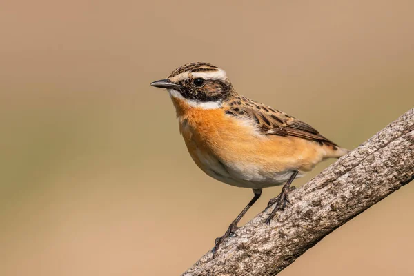 Whinchat Saxicola Rubetra Beautiful Colored Perching Bird European Meadows Grasslands — Stock Photo, Image