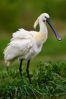 Avrasya Spoonbill - Platalea lucorodia, Avrasya gölleri ve bataklıklarından güzel, büyük tatlı su kuşu, Hortobagy, Macaristan.