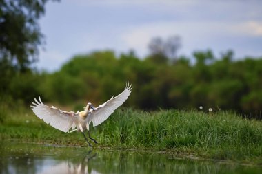 Avrasya Spoonbill - Platalea lucorodia, Avrasya gölleri ve bataklıklarından güzel, büyük tatlı su kuşu, Hortobagy, Macaristan.