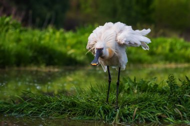 Avrasya Spoonbill - Platalea lucorodia, Avrasya gölleri ve bataklıklarından güzel, büyük tatlı su kuşu, Hortobagy, Macaristan.