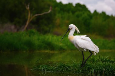 Avrasya Spoonbill - Platalea lucorodia, Avrasya gölleri ve bataklıklarından güzel, büyük tatlı su kuşu, Hortobagy, Macaristan.