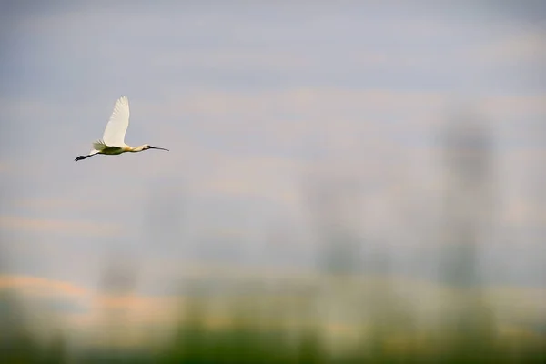 Eurasian Spoonbill Platalea Leucorodia Красивий Великий Прісноводний Птах Євроазійських Озер — стокове фото