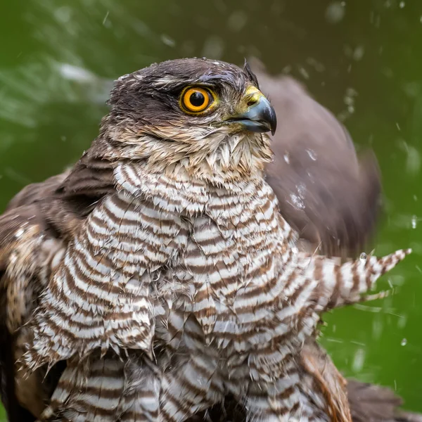 ユーラシア スパロホワーク ヨーロッパの森林や森林 Hortobagy ハンガリーを形成する獲物の鳥のニシウス 美しい鳥 — ストック写真