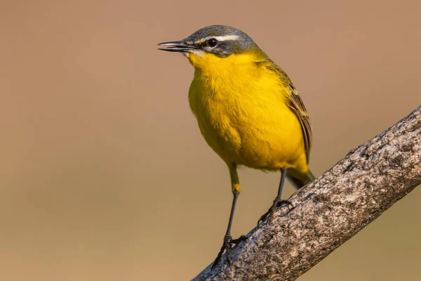 Western Yellow Wagtail Motacilla Flava Prachtige Gele Vogel Uit Europese — Stockfoto