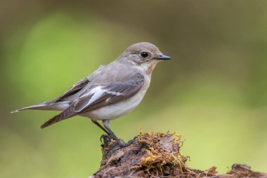 Yakalı Sinek Avcısı - Ficedula albicollis, Avrupa ormanlarından tüneyen güzel siyah beyaz kuş, Hortobagy, Macaristan.
