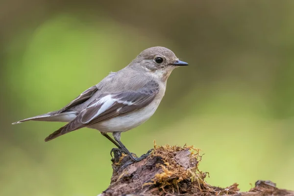 Collared Flycatcher Ficedula Albicollis Hermoso Pájaro Posado Blanco Negro Los —  Fotos de Stock