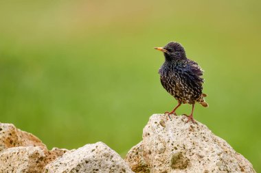 Avrupa Sığırcıkları - Sturnus vulgaris, Avrupa çayırlarından ve bahçelerinden güzel tüneyen kuş, Hortobagy, Macaristan.