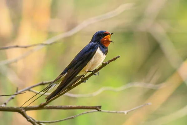 Hirondelle Rustique Magnifique Oiseau Perché Populaire Europe Hortobagy Hongrie — Photo