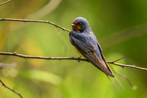 Barn Swallow Hirundo Rustica Όμορφο Δημοφιλές Πουλί Κούρνιασμα Από Την — Φωτογραφία Αρχείου