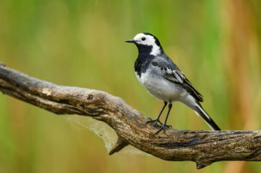 Beyaz Wagtail - Motacilla alba, Avrupa sahalarından, çayır ve sulak alanlardan, Hortobagy Ulusal Parkı, Macaristan.