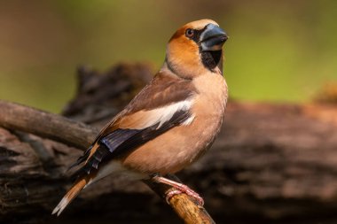 Hawfinch - Coccothraustes coccothraustes, Eski Dünya ormanlarından güzel renkli tüneyen kuş, Hortobagy, Macaristan.