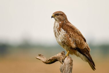 Şahin - Buteo buteo, Avrupa çayırları ve ormanlık alanlardan, Hortobagy, Macaristan.