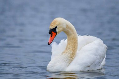 Dilsiz Kuğu - Kuğu rengi, Avrupa göllerinden ve tatlı sulardan gelen güzel beyaz su kuşu, Hortobagy, Macaristan.