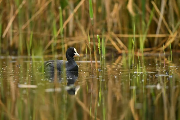 Common Coot Fulica Atra Ave Acuática Negra Especial Lagos Europeos — Foto de Stock