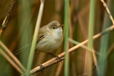 Avrasya Reed-warbler - Acrocephalus scirpaceus, Avrupa sazlıklarından küçük gizli ötücü kuş, Hortobagy, Macaristan.