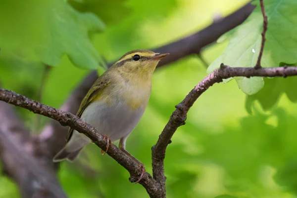 Wood Warbler Phylloscopus Sibilatrix Liten Skygg Gömd Sittande Fågel Från — Stockfoto