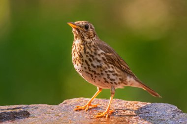 Song Thrush - Turdus philomelos, Avrupa ormanları ve ormanlarından göze çarpmayan ötücü kuş, Hortobagy, Macaristan.