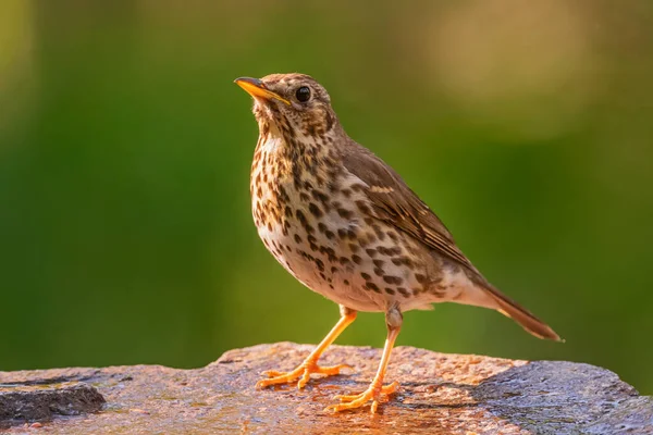 Song Thrush Turdus Philomelos Inconspicuous Song Bird European Forests Woodlands — Stock Photo, Image