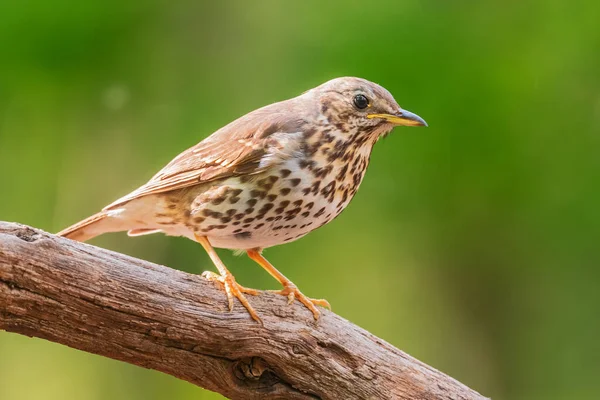 Song Thrush Turdus Philomelos Inconspicuous Song Bird European Forests Woodlands — Stock Photo, Image