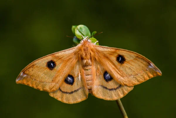 エンペラー アリア 翼にタウ文字でヨーロッパの森林や森林から美しい蛾 チェコ共和国 — ストック写真