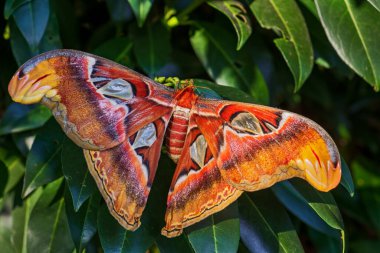 Atlas Güve - Attacus Atlası, Asya ormanlarından ve ormanlarından güzel, büyük, simgesel güve, Borneo, Endonezya.