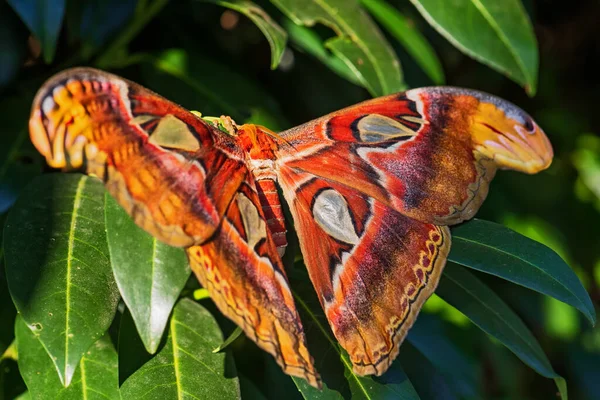 Atlas Moth Attacus Atlas Vacker Stor Ikonisk Mal Från Asiatiska — Stockfoto