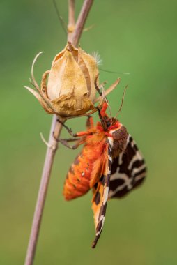 Bahçe Kaplanı Güvesi - Arctia Caja, Avrupa ormanlarından ve ormanlarından güzel renkli güve, Zlin, Çek Cumhuriyeti.