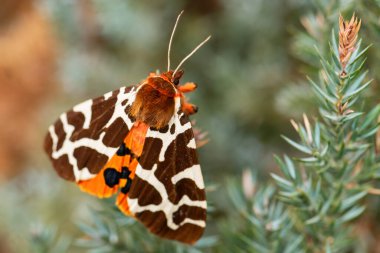 Garden Tiger moth - Arctia caja, beautiful colored moth from European forests and woodlands, Zlin, Czech Republic. clipart