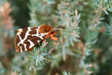 Bahçe Kaplanı Güvesi - Arctia Caja, Avrupa ormanlarından ve ormanlarından güzel renkli güve, Zlin, Çek Cumhuriyeti.