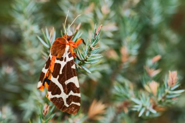Bahçe Kaplanı Güvesi - Arctia Caja, Avrupa ormanlarından ve ormanlarından güzel renkli güve, Zlin, Çek Cumhuriyeti.