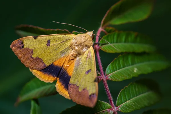Green Drab Moth Ophiusa Tirhaca Hermosa Polilla Verde Bosques Bosques — Foto de Stock