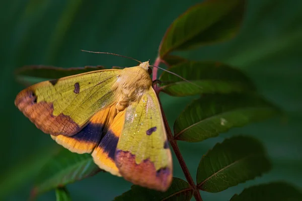 Green Drab Moth Ophiusa Tirhaca Hermosa Polilla Verde Bosques Bosques — Foto de Stock