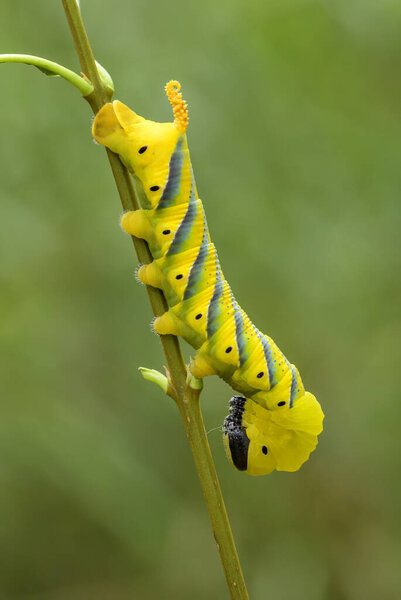 Lesser death 's head hawkmoth caterpillar - Acherontia styx, iconic hawkmoth from Asian forests and woodlands, China
.