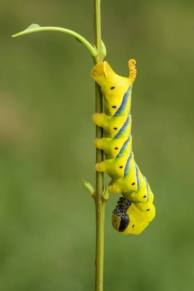 Oruga Del Halcón Cabeza Muerte Menor Acherontia Styx Icónico Halcón — Foto de Stock