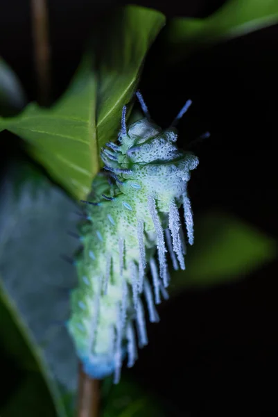 Atlas Chenille Papillon Nuit Attacus Atlas Beau Papillon Emblématique Des — Photo