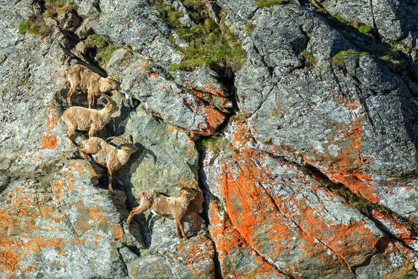 Alpine Ibex Capra Ibex Belo Mamífero Grande Dos Alpes Europeus — Fotografia de Stock