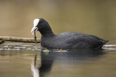 Coot - Fulica atra, Avrupa gölleri ve tatlı sularından özel siyah su kuşu, Hortobagy, Macaristan. 