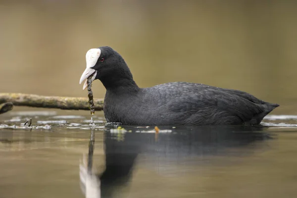Coot Fulica Atra Avrupa Gölleri Tatlı Sularından Özel Siyah Kuşu — Stok fotoğraf