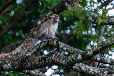 Uzun kuyruklu Macaque - Macaca fascicularis, Güneydoğu Asya ormanlarından, ormanlardan ve bahçelerden, Mutiara Taman Negara, Malezya.