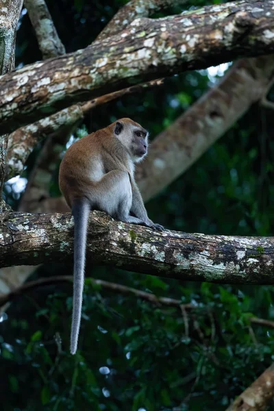 Uzun Kuyruklu Macaque Macaca Fascicularis Güneydoğu Asya Ormanlarından Ormanlardan Bahçelerden — Stok fotoğraf