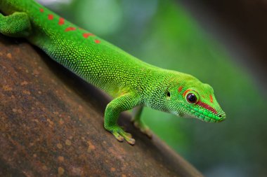 Madagaskar Günü Gecko - Phelsuma madagascariensis, Madagaskar Ormanı, Şirin endemik Madagaskar kertenkelesi.